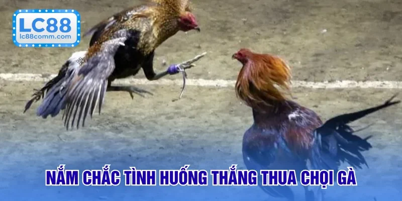 Tình huống thắng thua chọi gà